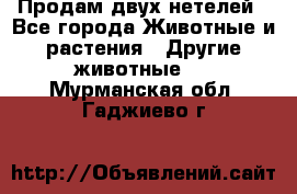 Продам двух нетелей - Все города Животные и растения » Другие животные   . Мурманская обл.,Гаджиево г.